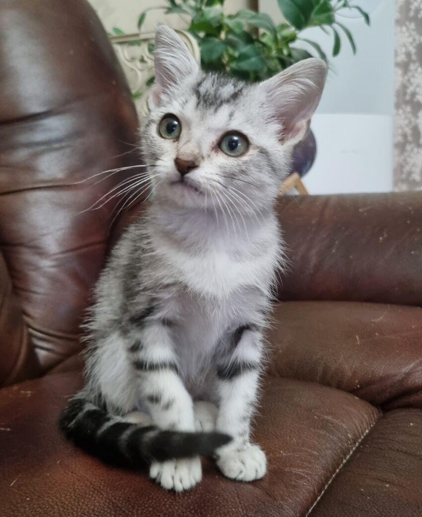 grok 쇼츠 만들기에 사용된 고양이 대표이미지