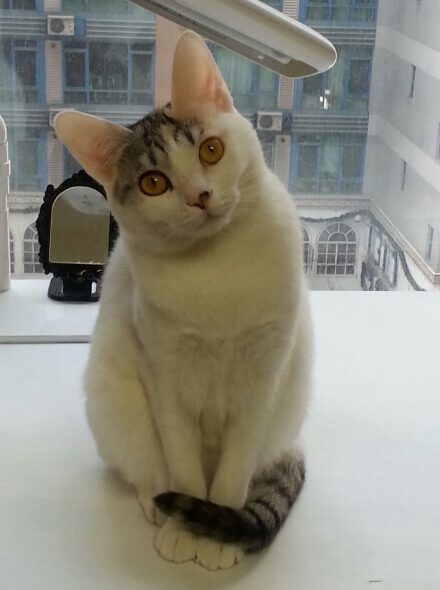 고양이 모래 종류 비교를 고민하며 갸우뚱하는 고양이 모습