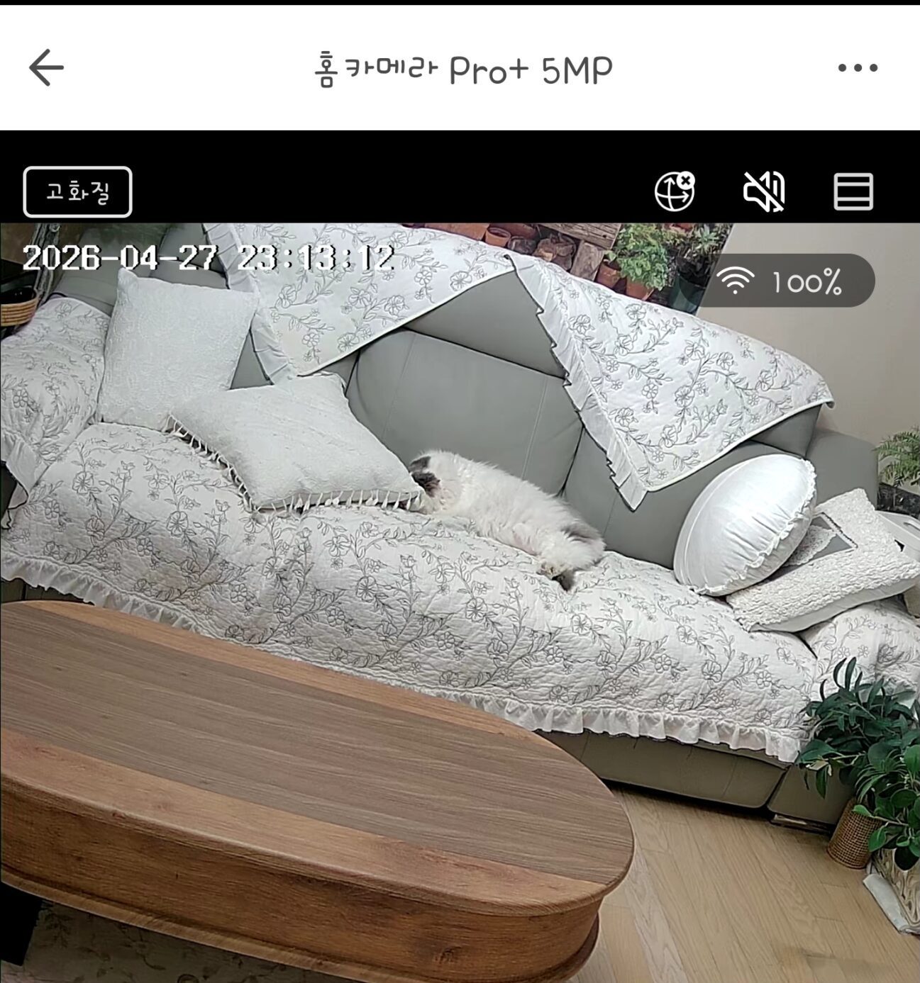 헤이홈 pro+5mp 내돈내산 리뷰 중 카메라로 찍은 화면 이미지